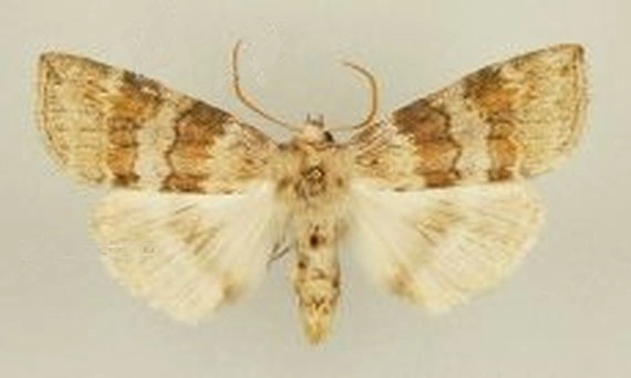 eiken orvlinder, Cymatophorina diluta, museum.jpg